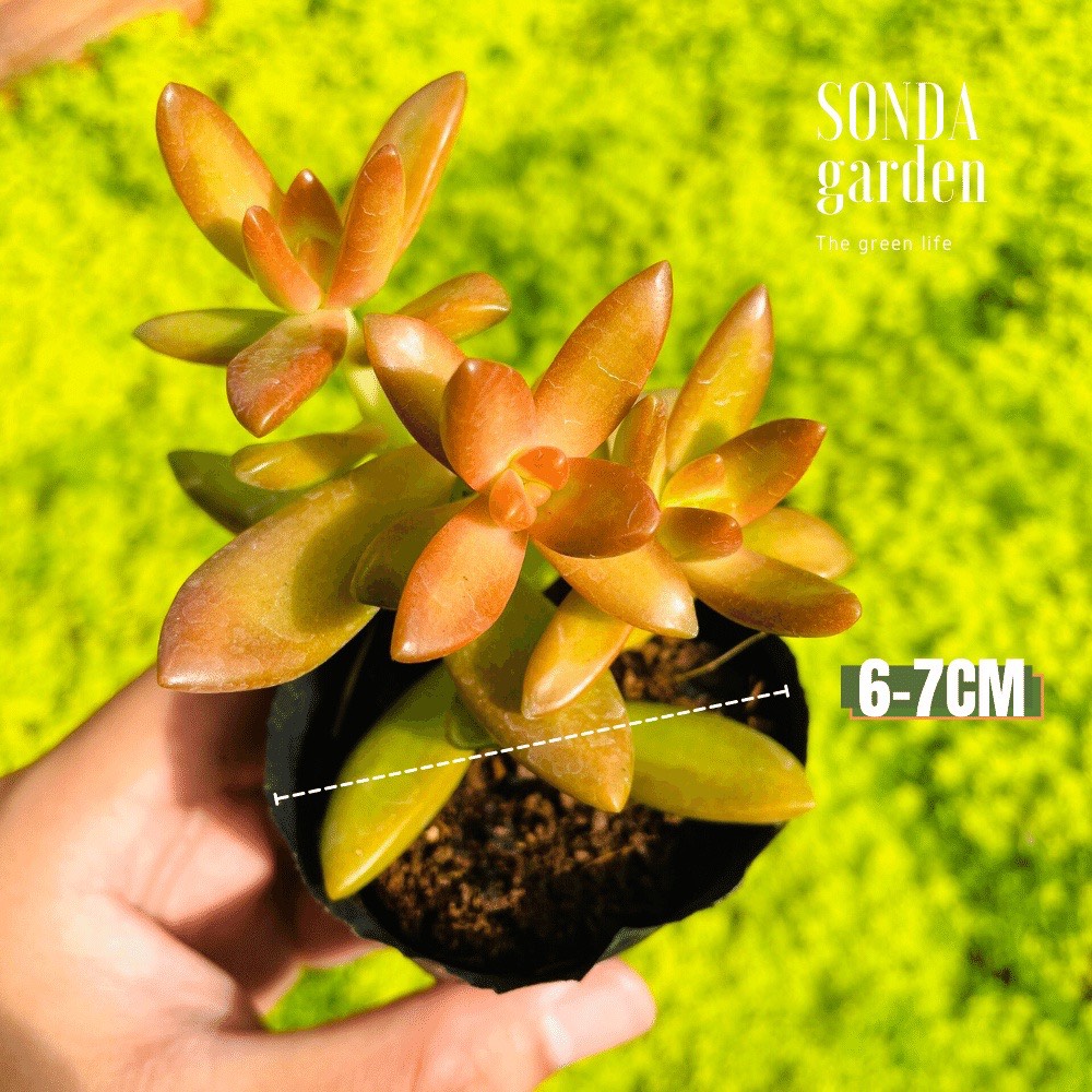 SEN ĐÁ ĐÁ CAM SIZE BÉ SIÊU KHOẺ ĐẸP LỖI 1 ĐỔI 1