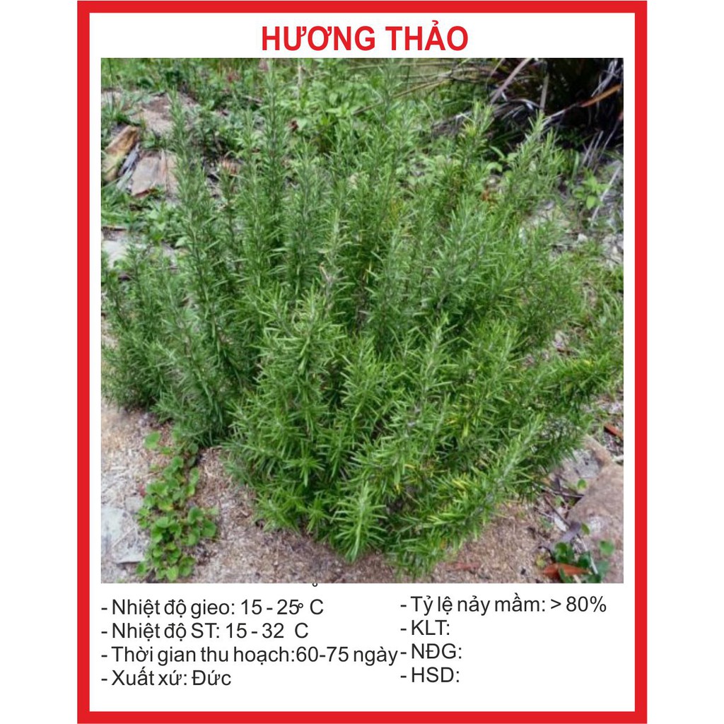MA48 Hạt Giống Cây Hương Thảo 10 Hạt