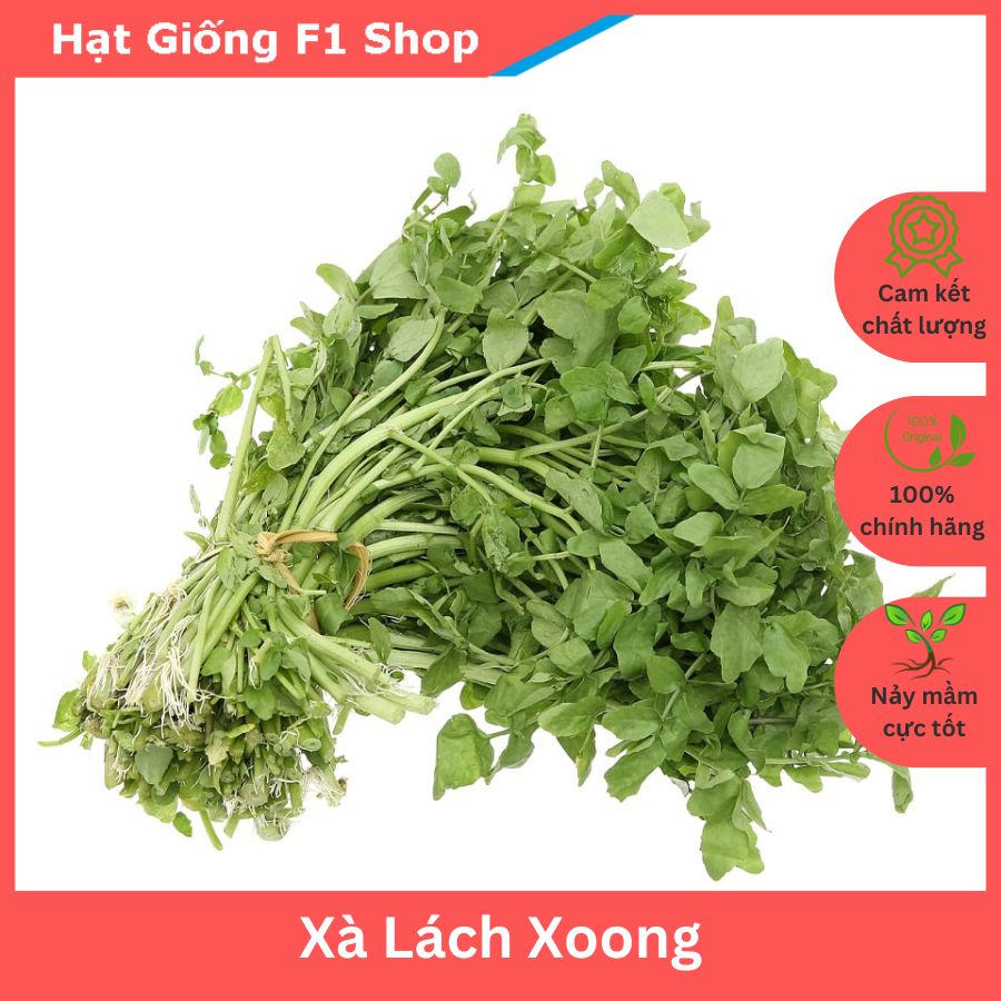 Hạt Giống Xà Lách Xoong Mỹ Lá Tròn Thơm Ngon