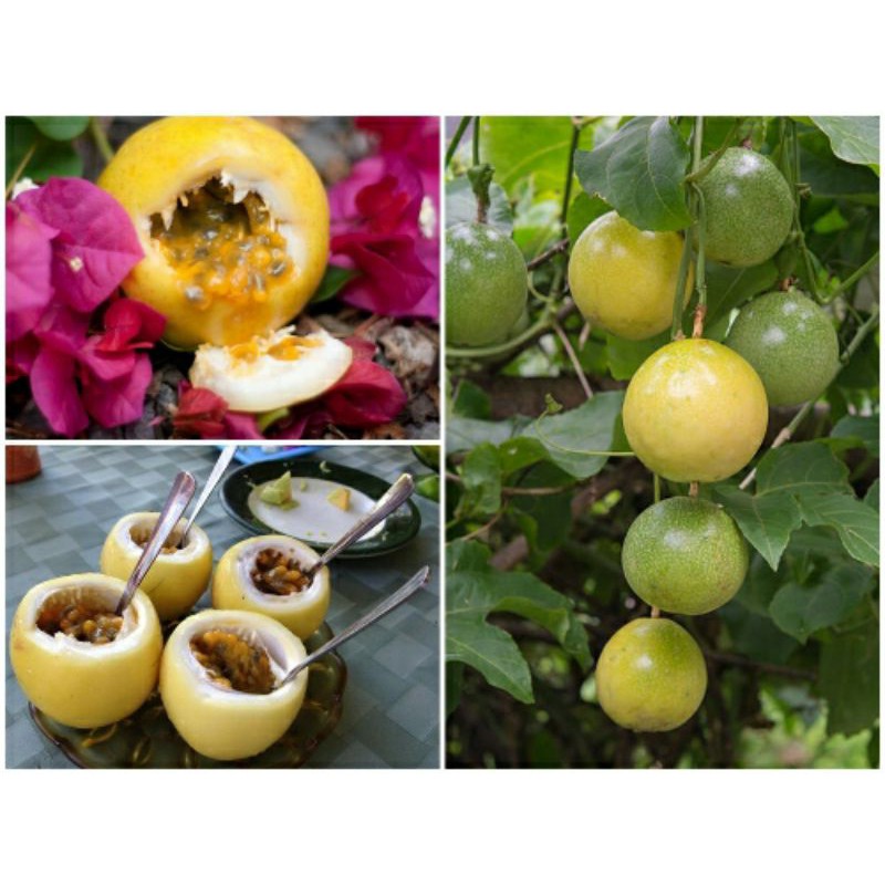 CÂY GIỐNG CHANH DÂY VÀNG nhật bản (3 tháng cho trái) (cây giống có bảo hành )