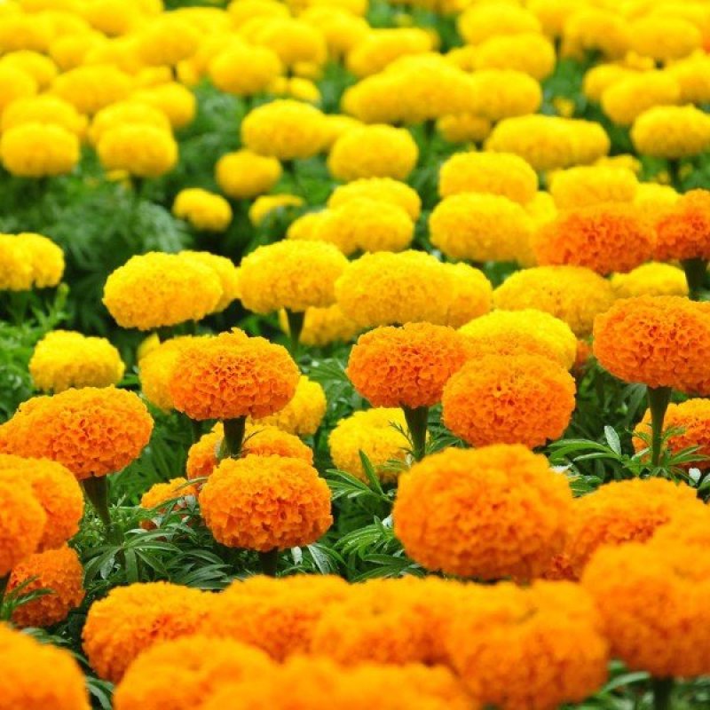 Hạt giống hoa vạn thọ Mix thân cao PTP77 | Phởms Market