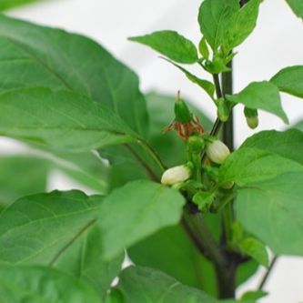 Hạt Giống Ớt Hiểm Sai Trái (20 Hạt)