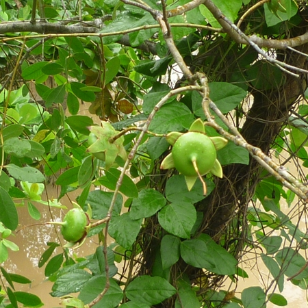 Cây Bần Chua -lz8