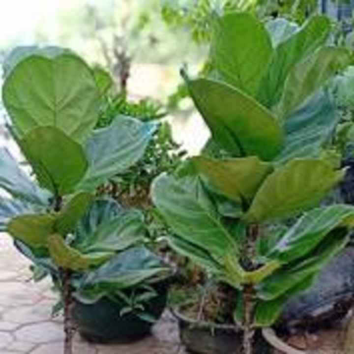 CHẬU CÂY BÀNG SINGAPO