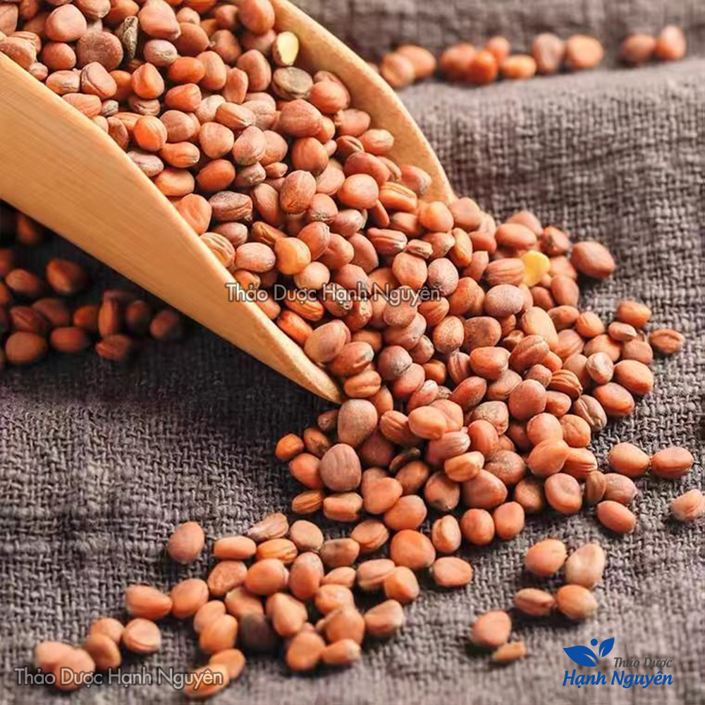 La bạc tử 100g (Lai phục tử, giảm đàm ho, hen suyễn) - Thảo dược hạnh nguyên