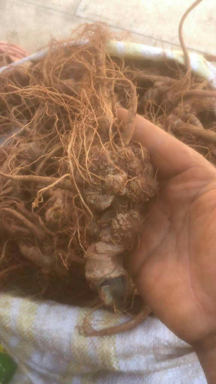 1kg củ tam thất tươi