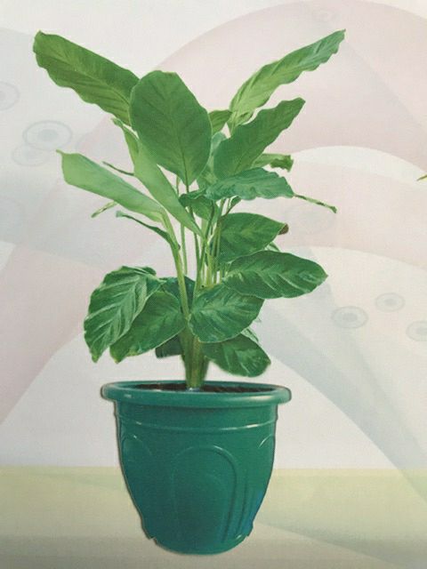 chậu nhựa tròn cao 30x26cm