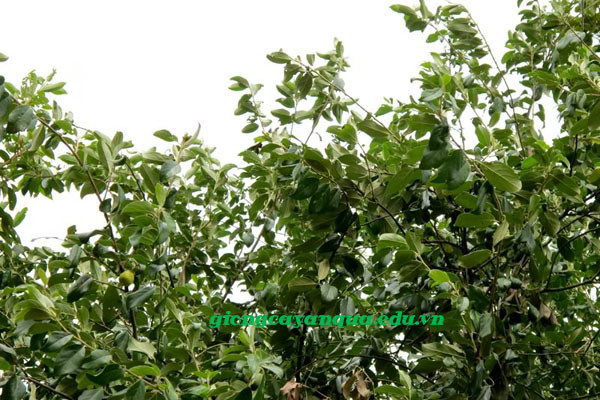 cây táo mèo giống