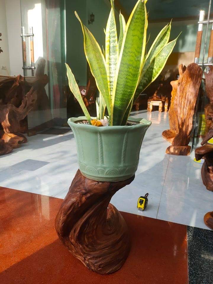 Đôn lũa ngọc am đỏ Hà Giang