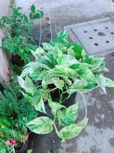 Trầu Bà Sữa