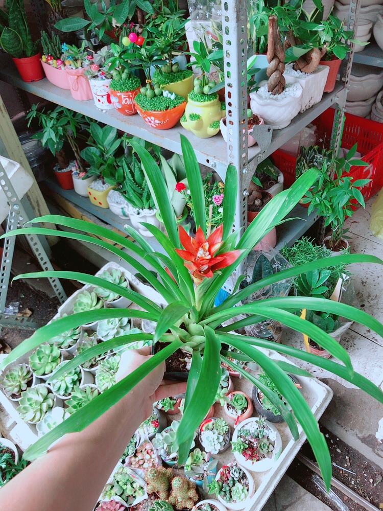 Phong Lộc Hoa