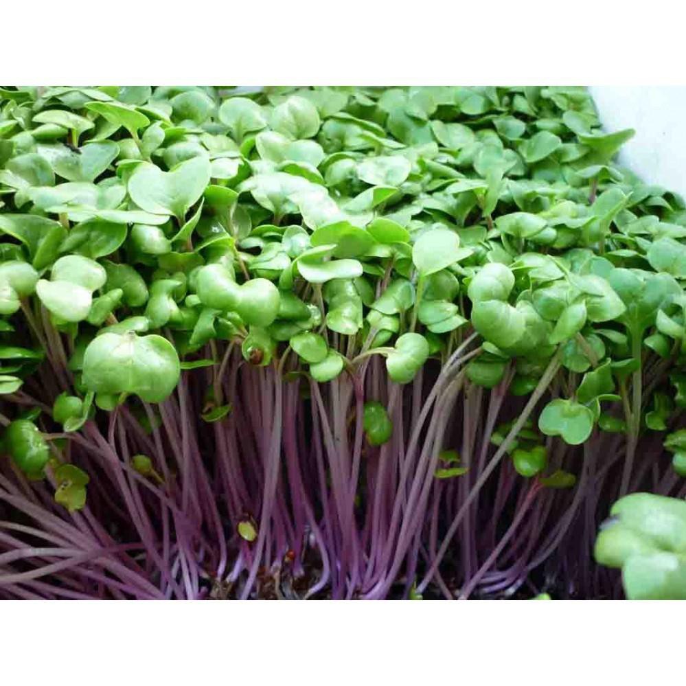 Hạt giống Rau mầm củ cải đỏ - 50g