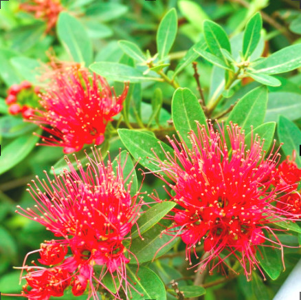 [Cây giống hoa] Mai Thái đỏ - Trang Flowers