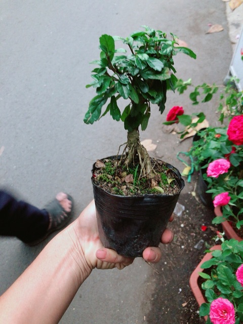 Cây Trà Phúc Kiến Bonsai Mini