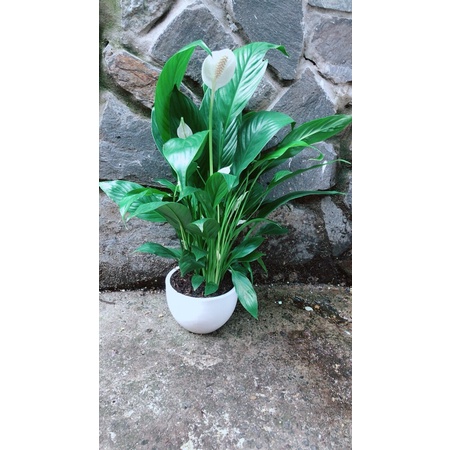 Chậu Cây Lan Ý Nhiều Hoa