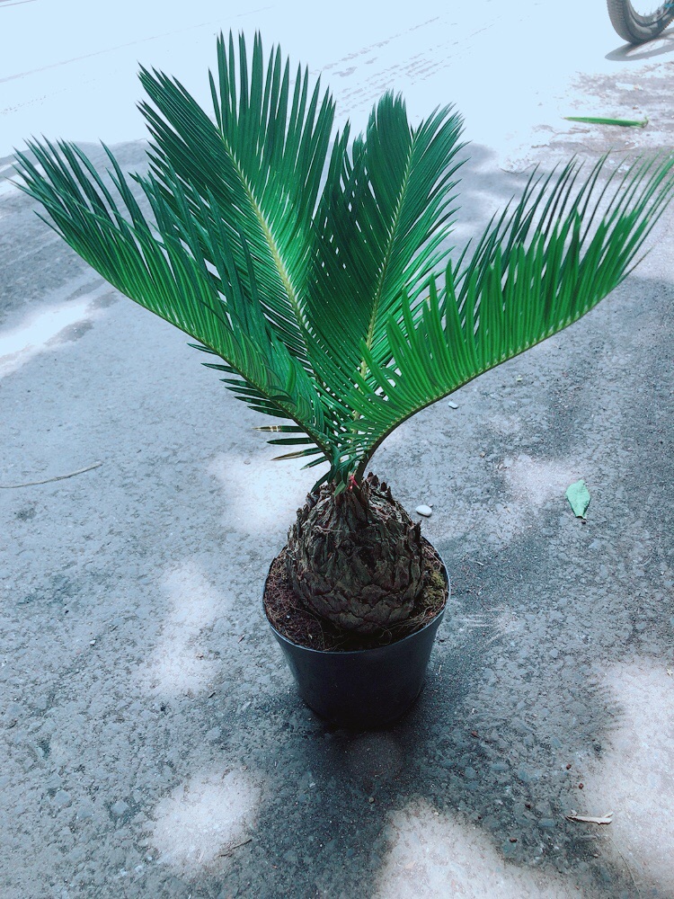 Cây Vạn Tuế