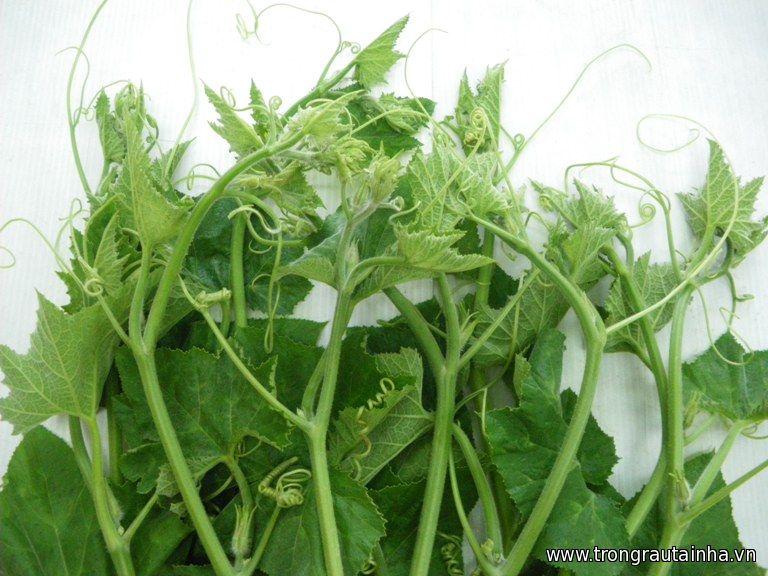 Hạt Giống Bí Siêu Ngọn gói 20g