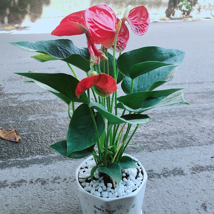 Chậu cây hồng môn