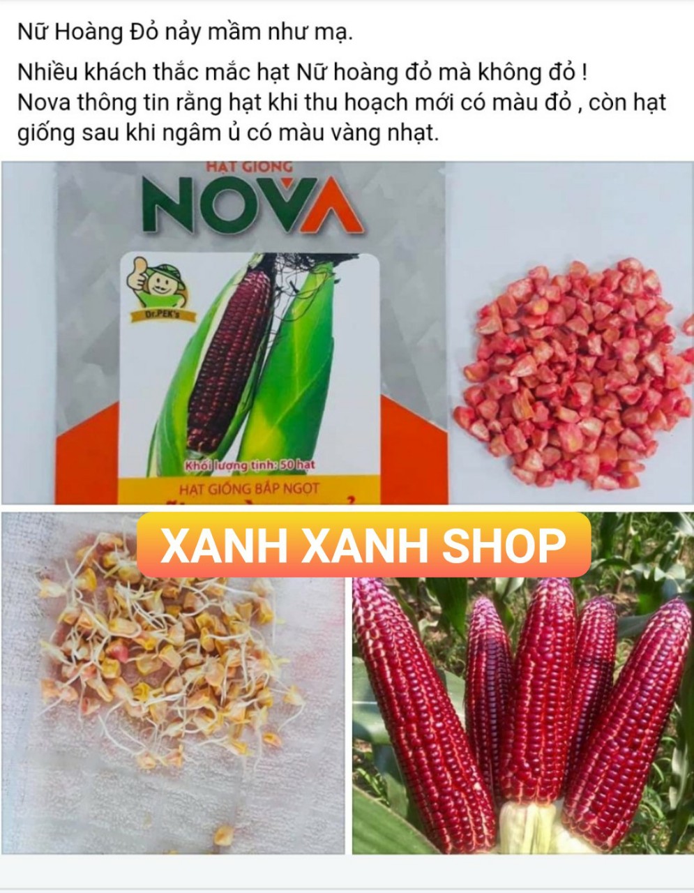 [HCM]Hạt giống bắp Nữ Hoàng đỏ - gói 50 hạt