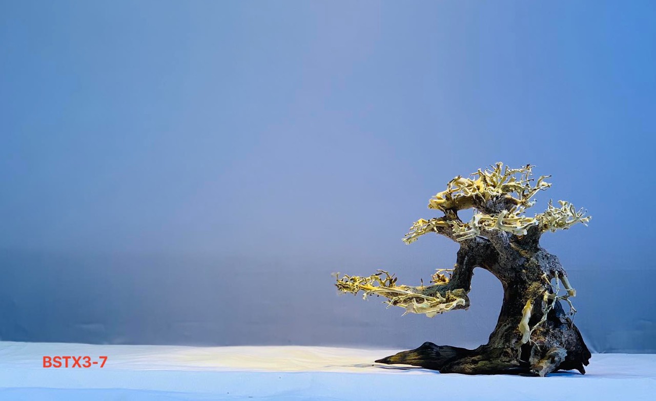 Gỗ lũa thủy sinh _ BSTX3_Driftwood bonsai 15*20 (cm) Cây gỗ lũa bonsai dáng đổ (Có 6 loại: Tán xương, tán gỗ, Bông Tùng xanh, Bông Tùng đỏ, Tùng Cam, Tùng màu kem)