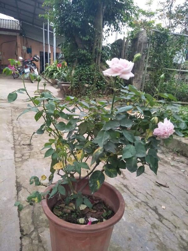 CÂY HOA HỒNG CỔ vân khôi