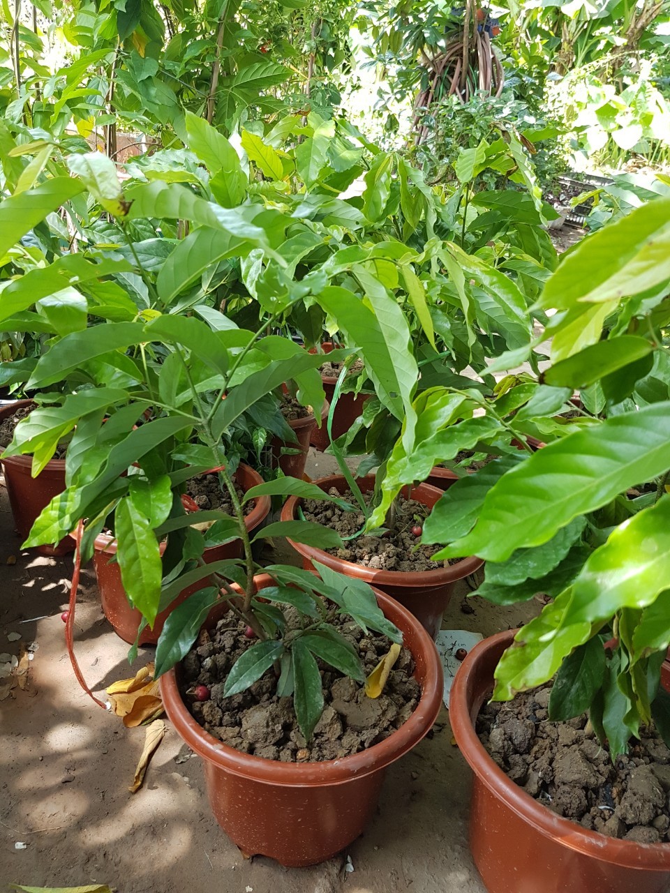 Cây hoa dẻ ( hoàng lan ) cây trưởng thành - Gửi cây như H2