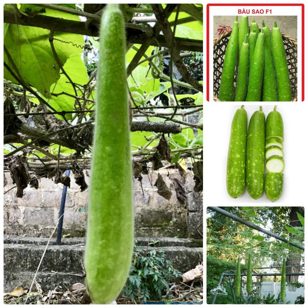 Hạt giống Bầu Sao trái dài F1 - gói 10 hạt