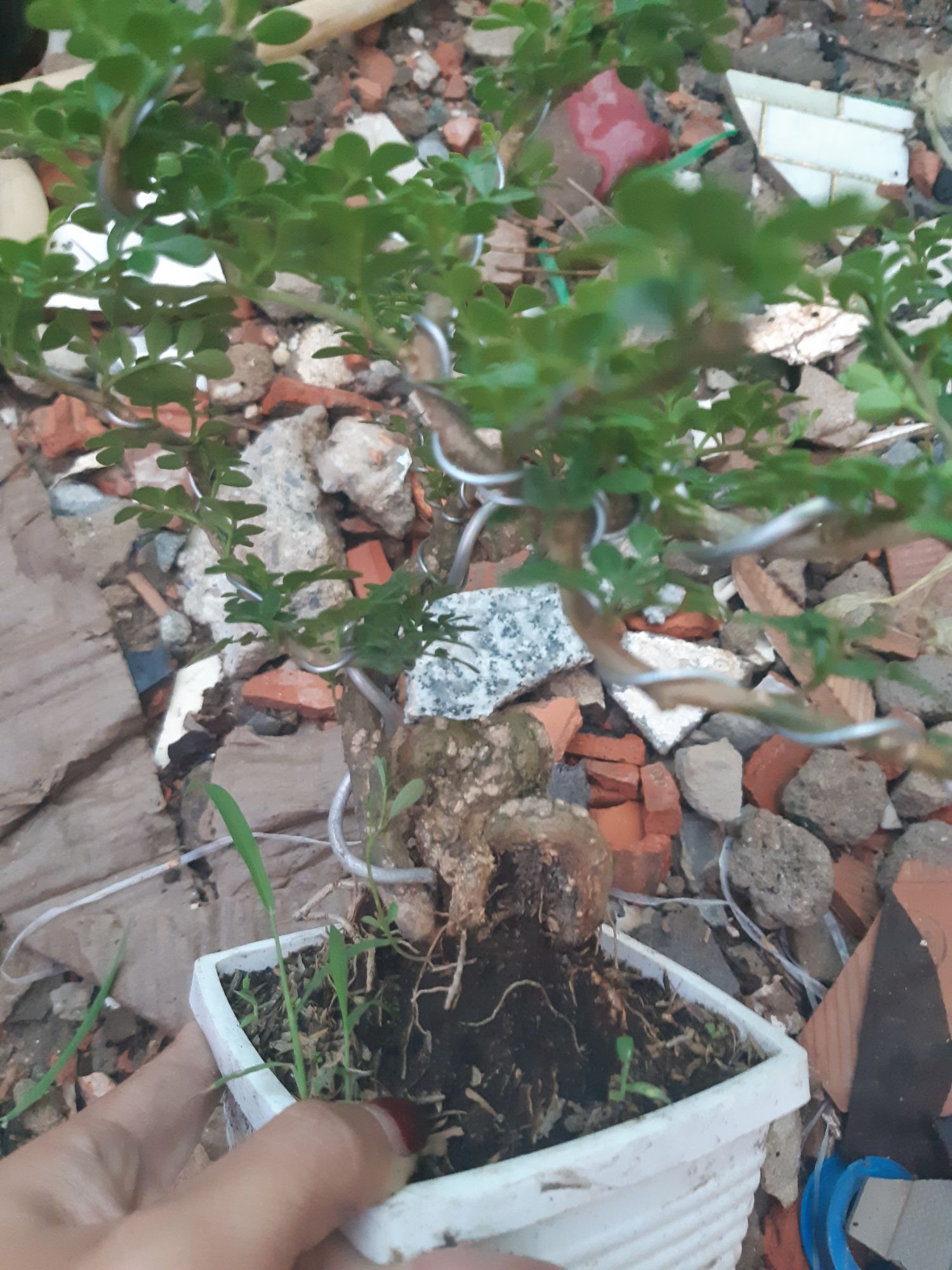 cần thăng bonsai mini