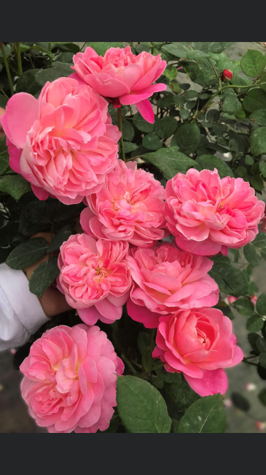 Hoa hồng ngoại nb Dream light Rose size trung