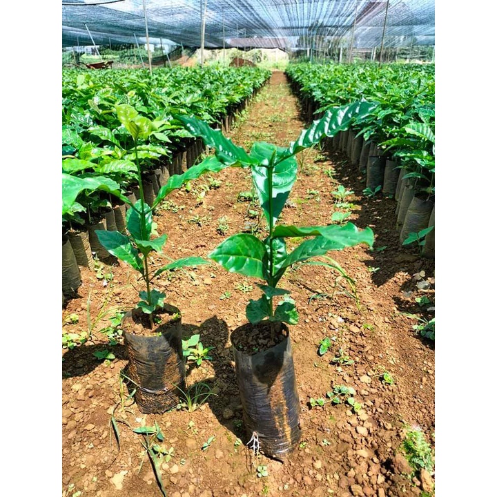 Cây cà phê arabica giống ( cam kết chuẩn giống)