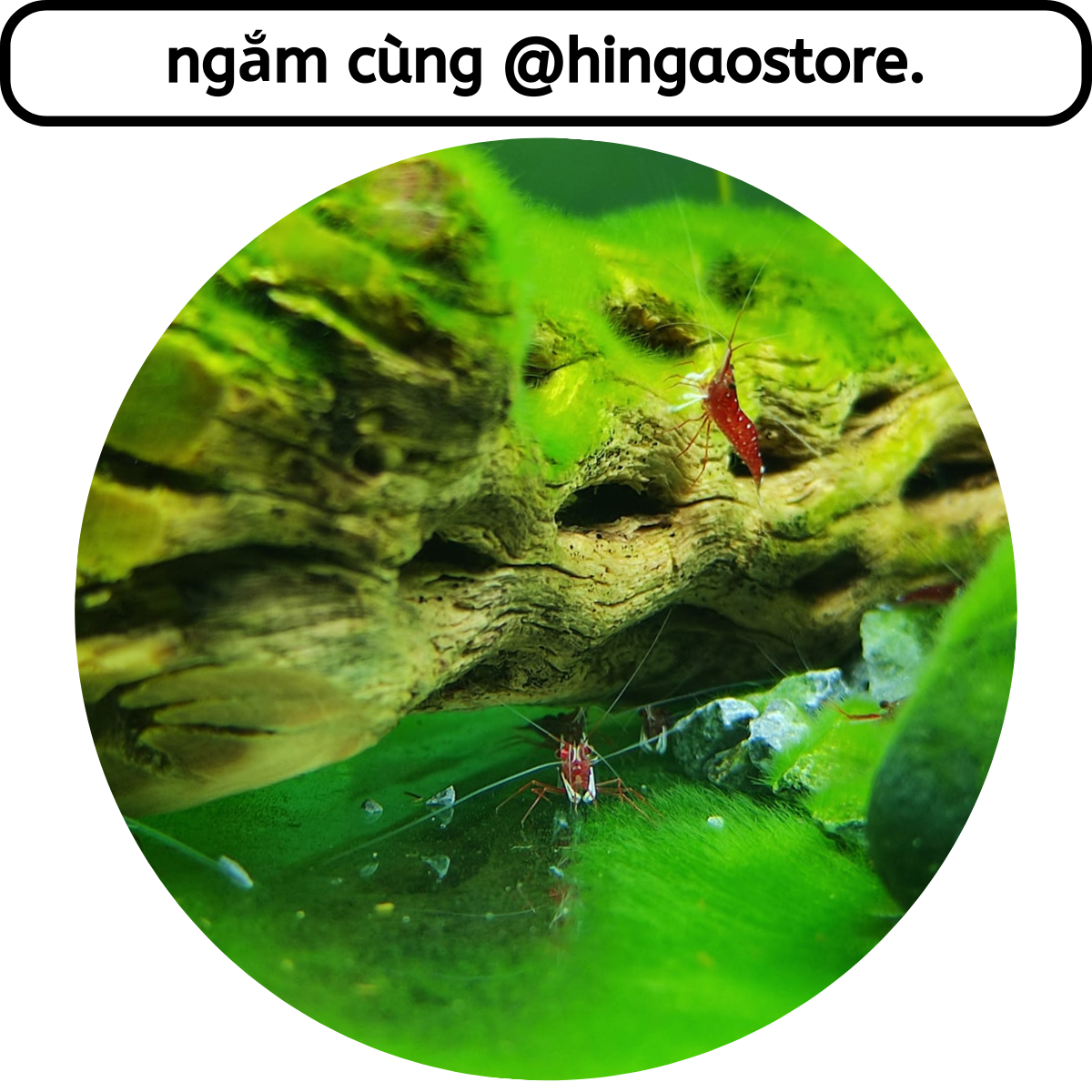 Bộ 4 Hủ 10G Cám tomboy TB 0, TB 1, TB 2, TB 3, TB TT - Thức ăn hỗn hợp biến cá bột, tép bột,ốc bột thành cá bự, tép bự, ốc bự | Hingaostore.