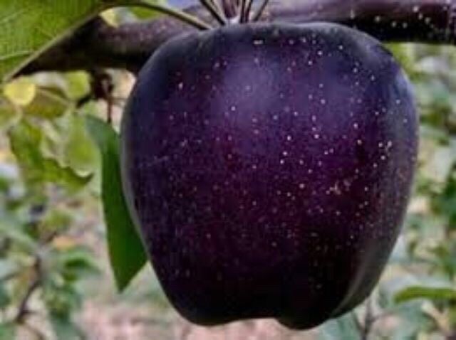 Cây Giống Táo Mới Kim Cương Đen.(Táo Đen)