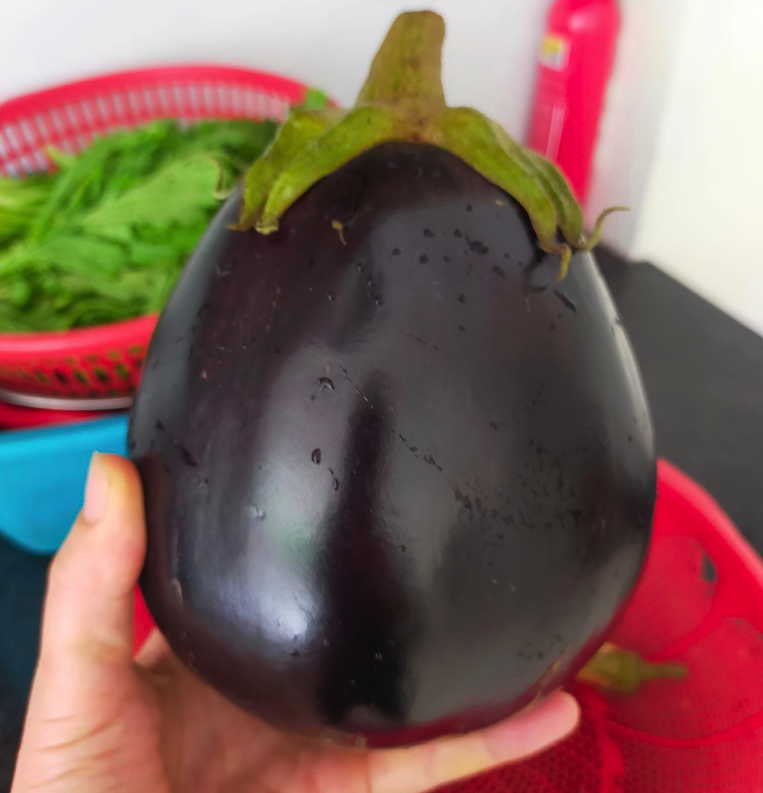 [Hạt giống Nhật Bản] Gói 10 hạt giống cà tím Nhật Bản Kuro