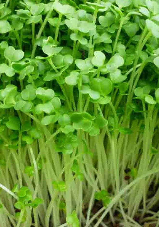 Gói 1Kg Hạt Giống Rau Mầm Củ Cải Trắng Ấn Độ-Thế Giới Rau Mầm