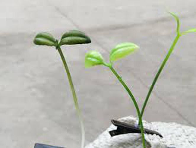 Kẹp Tóc Mầm Cây Combo 5 Cái