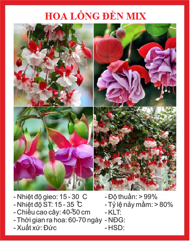 Hạt giống hoa lồng đèn mix màu - Gói 20 hạt
