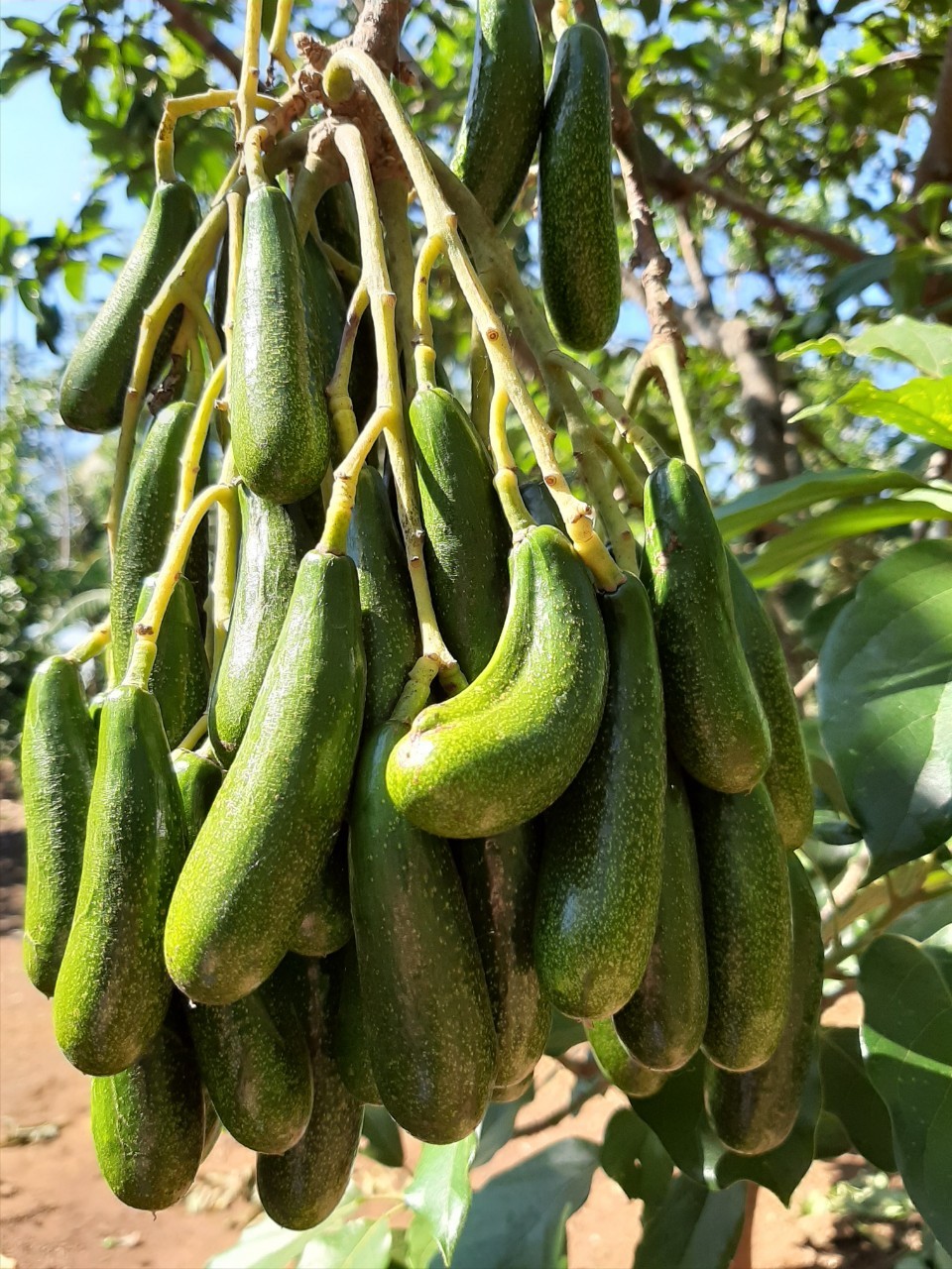 CÂY GIỐNG BƠ KHÔNG HẠT