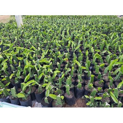 THANH LONG RUỘT VÀNG VỎ VÀNG