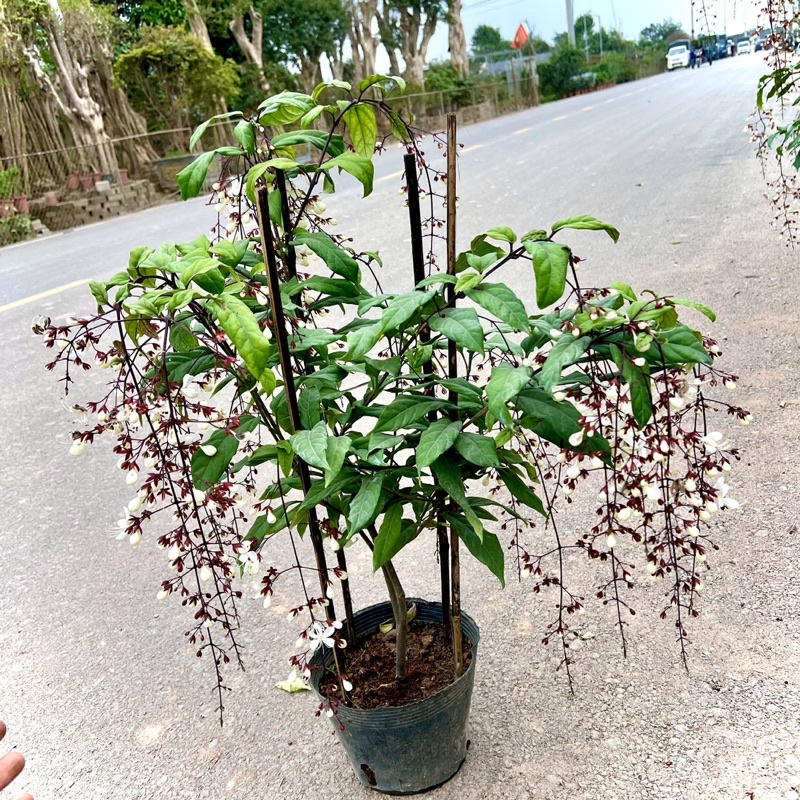 Cây lan bạch dương - Dạ ngọc minh châu cao 70cm hết hoa