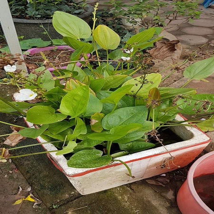 [ Viện Công Nghệ Sinh Học Nông Lâm ] chậu cây bách thủy tiên