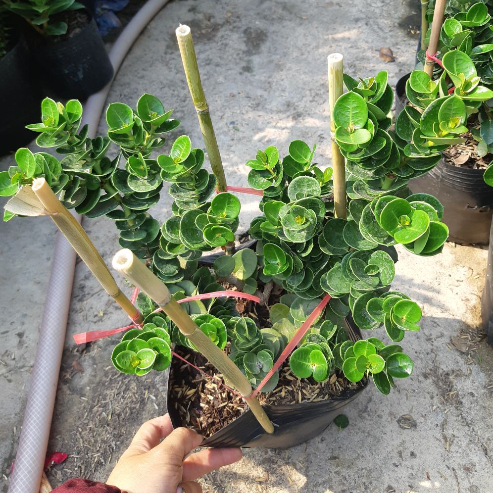 Lài Hoàng Gia ( Lài Nhật)
