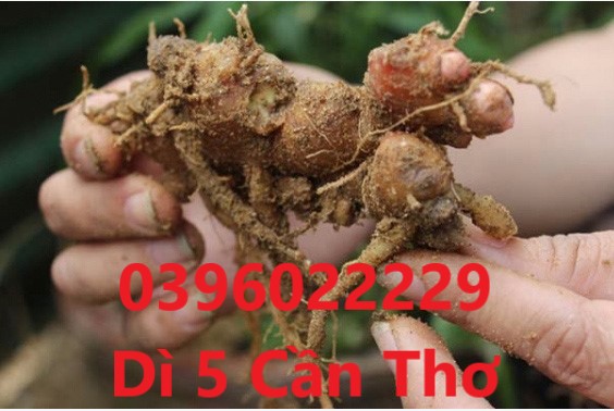 Combo củ gừng gió tươi 2 ký