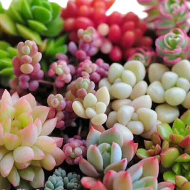 Mixed color lotus stone seeds