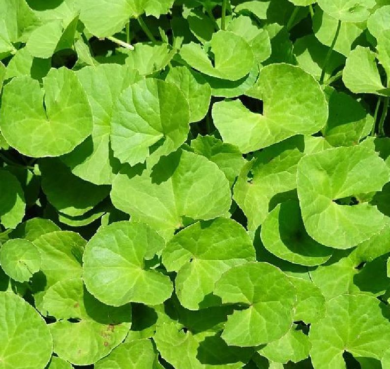 Hạt giống rau má lá nhỏ -gói 1 gram,trồng quanh năm