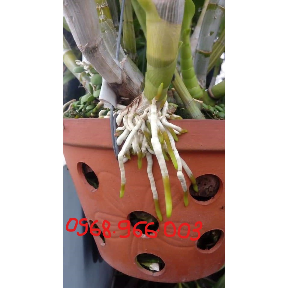 { } Siêu kích rễ VMC