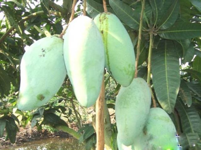 Cây xoài đài loan