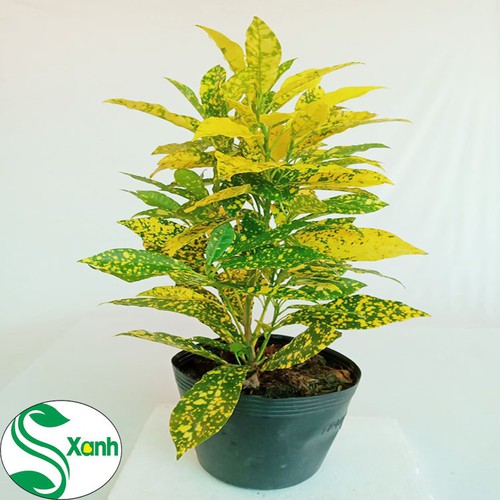 Cây Vàng Bạc Lá Lớn - Cây cảnh trang trí