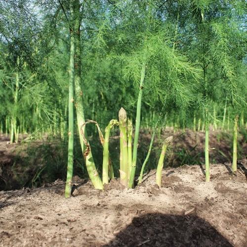 Hạt Giống Rau Măng Tây Xanh F1. Túi 10 Hạt - Giàu Dinh Dưỡng - Dễ Trồng - Kèm Quà Tặng