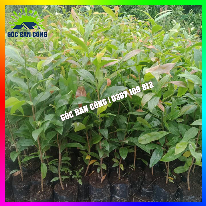 Combo 10 Cây Mai Con Quấn Rễ