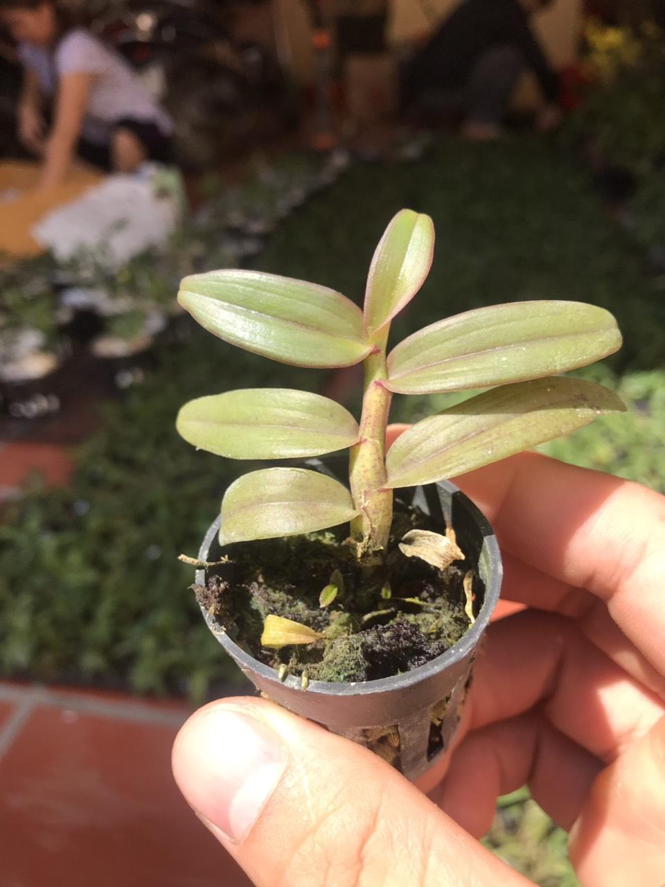 Phi điệp cát bà cây giống